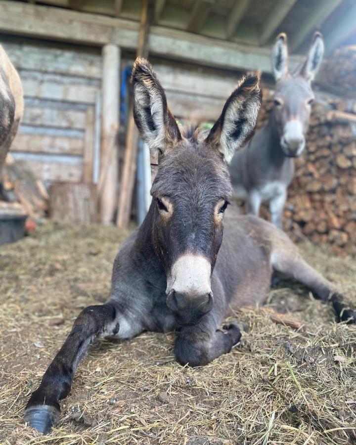 Sweetwater Lane Farm Villa Mount Currie Dış mekan fotoğraf