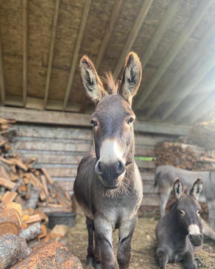 Sweetwater Lane Farm Villa Mount Currie Dış mekan fotoğraf